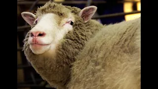 Scientists Create First Human-Sheep Hybrids