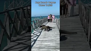 Huge Komodo Dragons Chases Tourists