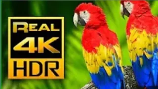 Colourful Macaw parrots in 4kHDR Relax with Nature Colour and Sound . New upload@Animalsworld-ji3ec.