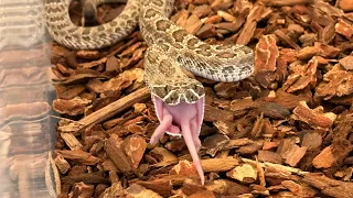 Rattlesnake has a mouse doing the splits after being injected with venom !!!!