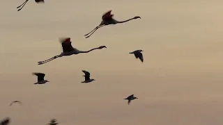 A whole flock of Greater Flamingos fly away at sunset to roost elsewhere.