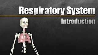 Intro to the Respiratory System