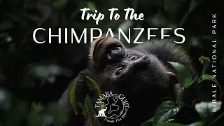 Meet the Chimpanzees of Kibale Forest National Park, Uganda!