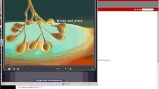 A&PI Chapter 9-Muscle Contraction Physiology