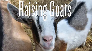 Raising Backyard Goats
