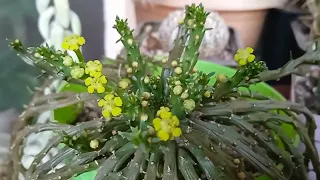 Первое весенние цветение моих суккулентов и кактусов
