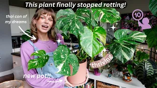 monstera thai constellation repotting + update 🙆‍♀️