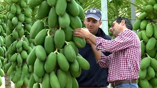 Impresionante tecnología de cultivo de papaya | Cultivo y cosecha de papaya, Procesamiento de papaya