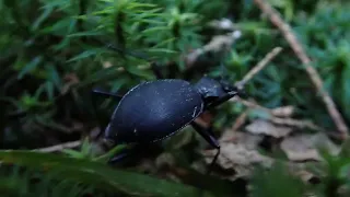 Beetle on the move