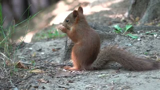 Бельчата едят орешки / Little squirrels eat nuts