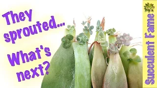 Sprouts, What's Next? How to Propagate Succulents PART 5