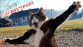 ПРИКОЛЫ С КОТАМИ! СМЕШНЫЕ ЖИВОТНЫЕ ДО СЛЁЗ! Мне бы таких котов!