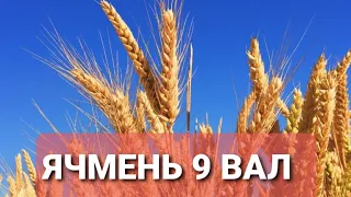 Ячмень 9 Вал (III-я репродукция) результат обработки Кмк, после весених заморозков и в засуху.