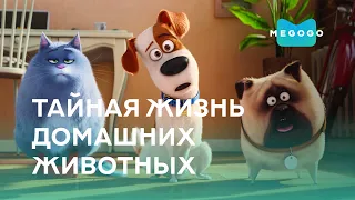 Тайная жизнь домашних животных - Мультфильм. Бесплатно на Megogo.net смотри фильмы, сериалы. Трейлер