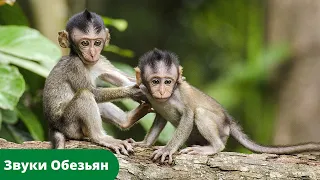 Крик Обезьян. Звук обезьян. Смех обезьяны.Monkey Sound Effects /Som de Macaco