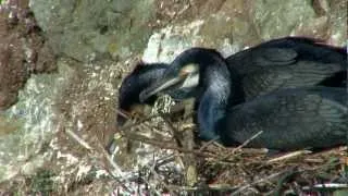 Nesting Cormorants. Filmed on a Cornwall Wildlife Trust reserve