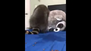 Raccoon Play with teddy | Raccoon Lovers | Любите енот