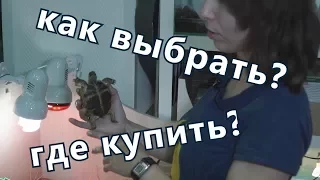 Как правильно выбрать сухопутную черепаху? Где купить черепаху?