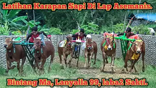 Latihan Karapan Sapi Di Lap Asemanis Pamekasan Persiapan Event HUT Moncong Putih.