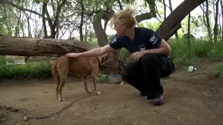 San Antonio Dog Rescue