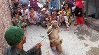 Funny Monkey I Bander ka Dance I Tamasha