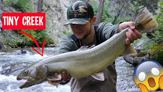 Massive FISH in TINY CREEK + Catch N Cook | Idaho Backcountry Bull Trout