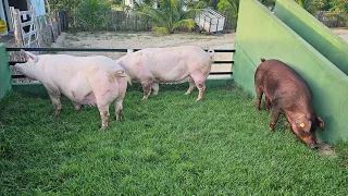 Porcas F1 e Duroc Disponíveis na Suinocultura JD🏜🙌⏳️🐖🐷