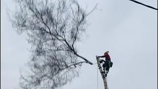 Арбористика спил берёзы