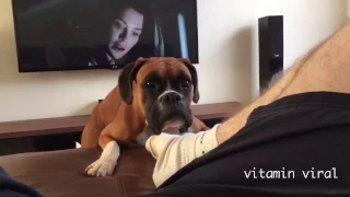 Funny Boxer Dog Not Impressed By Loud Fart !!