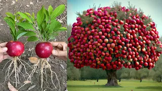 Apples...!! Growing Apples Tree From Apples Fruit With Unique Techniques | Grafting Apples Tree