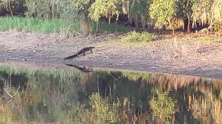 Gator catches wild pig