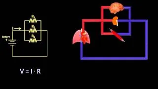 Ohm's Law and Hemodynamics (Fluid Mechanics - Lesson 9)