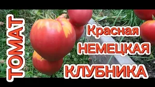 ТОМАТ КРАСНАЯ НЕМЕЦКАЯ КЛУБНИКА. ОБЗОР КУСТА И ПОМИДОР 🍅.