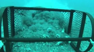 GoPro underwater footage catching queen scallops and scallops.