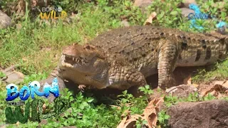Born to be Wild: Is Andeng a hybrid crocodile?