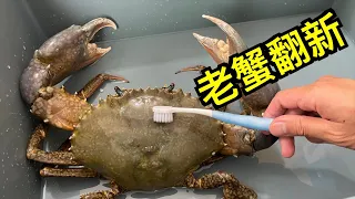 大青蟹养了半年，它如何了？｜水族｜水族箱｜螃蟹｜青蟹｜crab