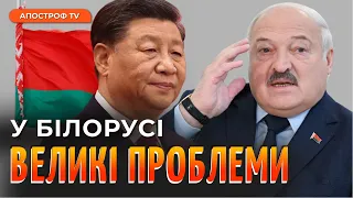 ЛУКАШЕНКО ЗДАВ БІЛОРУСЬ КИТАЮ? Про що Сі розмовляв з картопляним фюрером