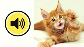 🔊Meowing CATS and KITTENS Pleasant sounds that drive a cat crazy A joke on the cat