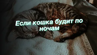 Если кошка будит по ночам