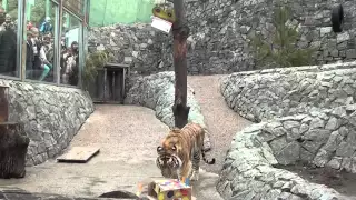 Показательное кормление амурских тигров /  Demonstration of the feeding of Amur tiger