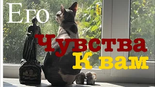 ЧТО ОН ЧУВСТВУЕТ К ВАМ СЕГОДНЯ? ТАРО