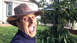 Avocado Tree Mound Planting Technique