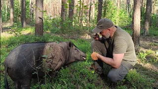 Секреты жизни в лесу | Построил двухэтажную баню с диким кабаном.