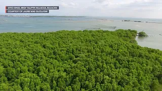 The last of Taliptip's untouched mangrove forest