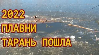 ТАРАНЬ ПОШЛА 2022 /// Рыбалка на Кубани 2022 /// Выпуск № 29