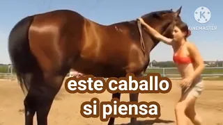 caballo con IQ de 200