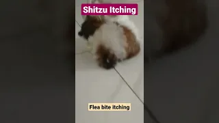 Shitzu itching #dogandvet #dog #shorts