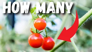 How MUCH do TOMATOES Really COST?