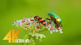 Amazing Insects World - 4K Relaxation Video with Various Nature & Insects Sounds