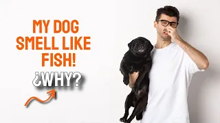 WHY does my DOG smell like FISH? 🐶🤢5 Common Causes